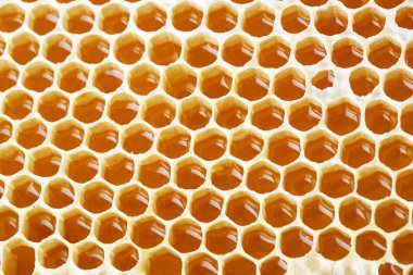 peteğin yapımında bal 