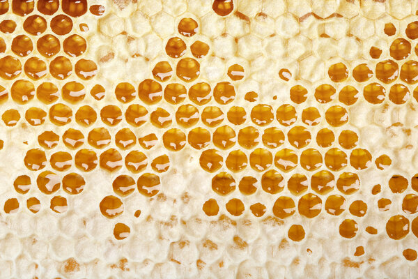 honey making in honeycombs 