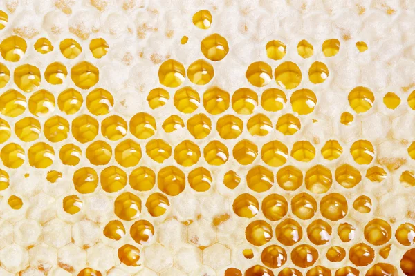 Honing maken in honingraten — Stockfoto