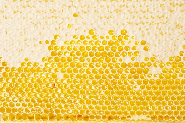 Miel fabrication en nids d'abeilles — Photo