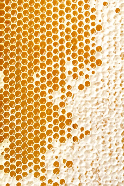 Honing maken in honingraten — Stockfoto