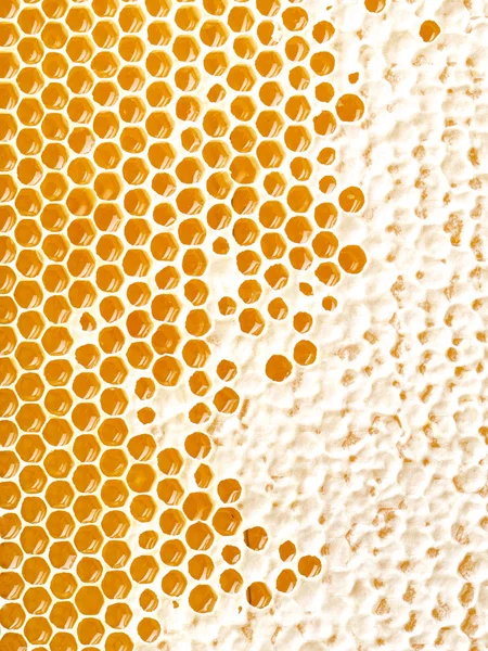 蜂の巣の蜂蜜作り — ストック写真