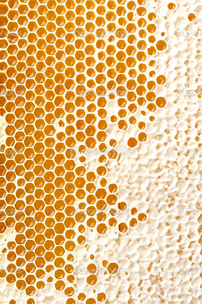 honey making in honeycombs 