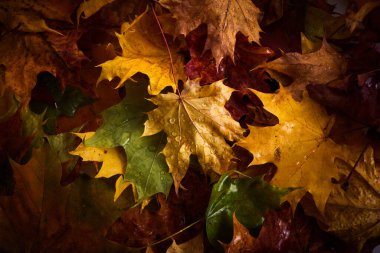 Üzerlerinde yağmur damlaları olan renkli sonbahar yaprakları..