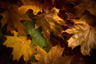 Üzerlerinde yağmur damlaları olan renkli sonbahar yaprakları..