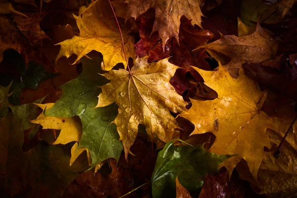 多色の秋の葉に雨が降る. — ストック写真