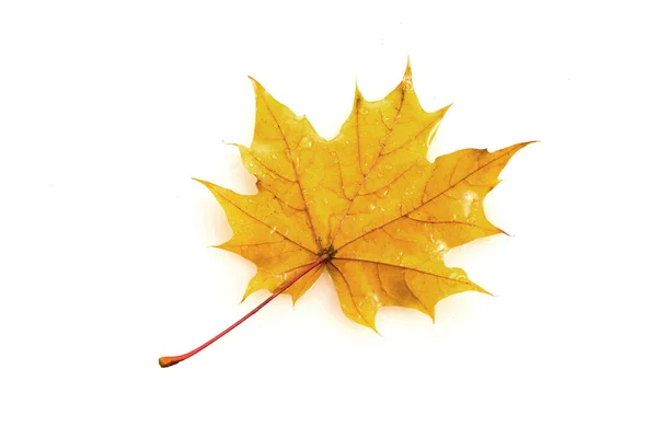 Outono folha de bordo isolado no fundo branco — Fotografia de Stock