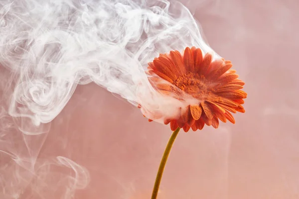 Pembe arka planda dumanlı turuncu çiçek. Yaratıcı sıradışı konsept. — Stok fotoğraf