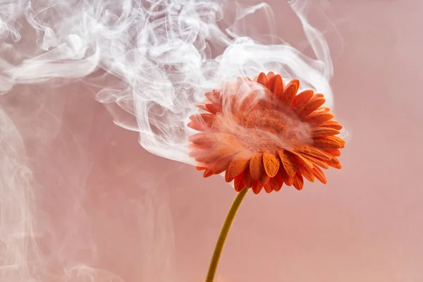 Orange flower with smoke on pink background. Creative unusual concept. — Stock Photo, Image