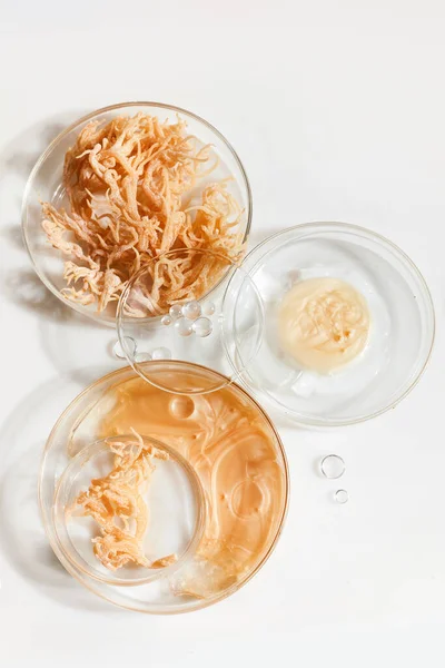 Laboratorio cosmético abstracto. Cosmética de la naturaleza con musgo marino. Investigación química de laboratorio. —  Fotos de Stock