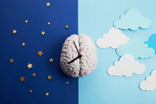 Dairesel ritimler, sirkadyan saatler ya da biyolojik saatler tarafından kontrol edilir.