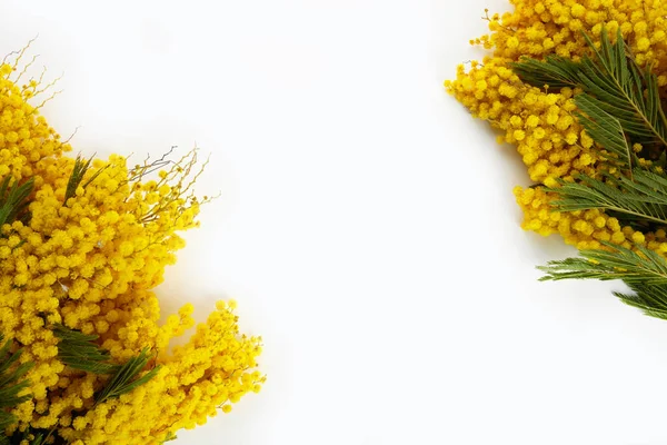Квіткова рамка мімози на білому тлі. Плоский прошарок, вид зверху . — стокове фото