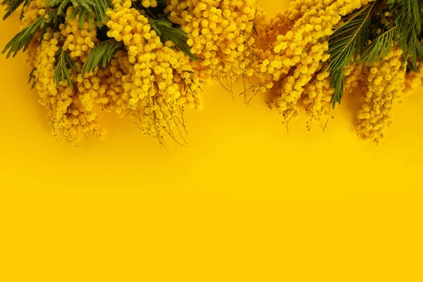 Floraler Rahmen von Mimosen auf weißem Hintergrund. Flache Lage, Draufsicht. — Stockfoto