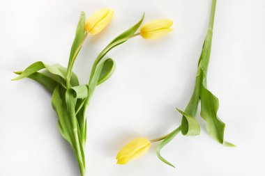 Sarı lale çiçekli çerçeve. Düz yatıyordu