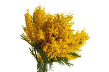 Mimosa çiçekleri beyaz arka planda izole edilmiş..