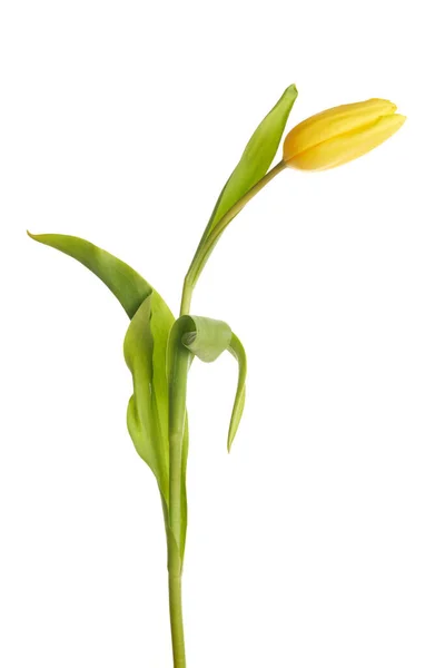 Mooie gele tulp geïsoleerd op witte achtergrond. — Stockfoto