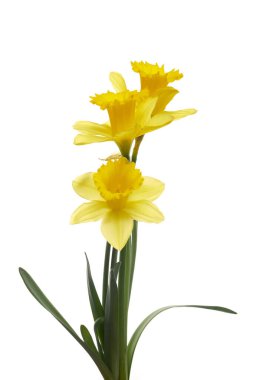 Beyaz arka plan üzerinde izole sarı nergis çiçek bahar.