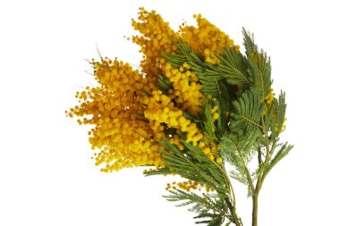 Mimosa çiçekleri beyaz arka planda izole edilmiş..