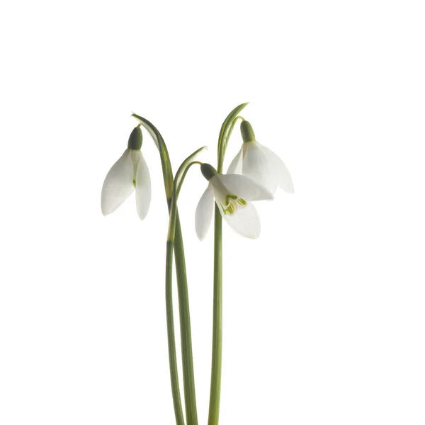 Białe kwiaty śniegu izolowane na białym tle — Zdjęcie stockowe