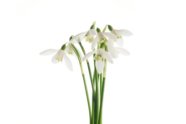 Białe kwiaty śniegu izolowane na białym tle — Zdjęcie stockowe
