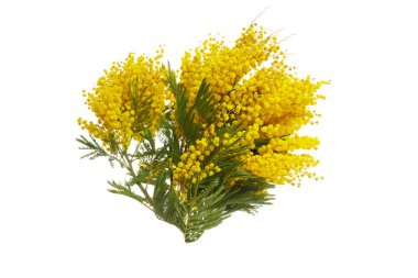 Mimosa çiçekleri beyaz arka planda izole edilmiş..