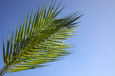Palm Sunday konsepti. Palm Leaf om Blue gökyüzü arka planı. İsa 'nın Kudüs' e girişini kutlamak için..