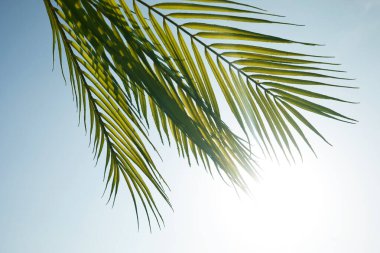 Palm Sunday konsepti. Palm Leaf om Blue gökyüzü arka planı. İsa 'nın Kudüs' e girişini kutlamak için..