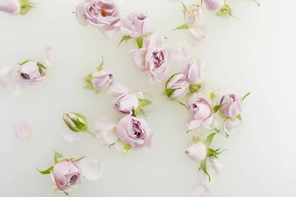 Baño de leche con rosas rosadas y pétalos. Vista superior —  Fotos de Stock