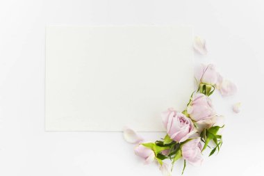 Beyaz arkaplanda güller ve taç yaprakları var. Düz yatıyordu.