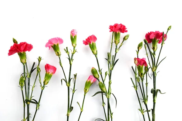 Branch pink carnation flowers isolated on white background — Foto Stock
