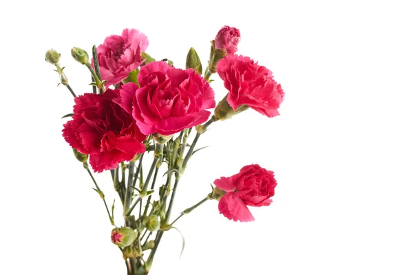 106+ Thousand Carnation Pink Royalty-Free Images, Stock Photos