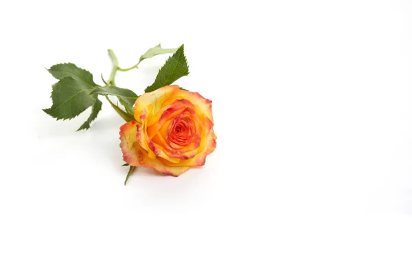 美丽橙色玫瑰隔离在白色背景上. — 图库照片