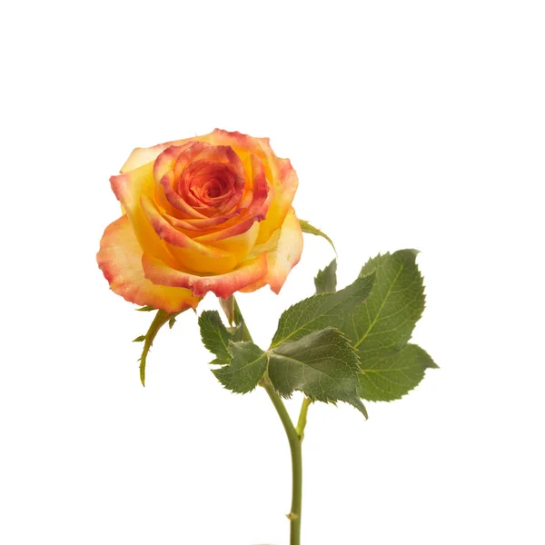 Schöne orange Rose isoliert auf weißem Hintergrund. — Stockfoto
