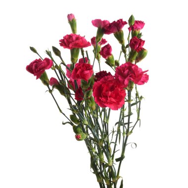 Beyaz arka planda izole pembe karanfil çiçekleri.