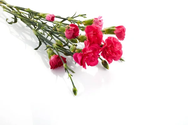 Branch pink carnation flowers isolated on white background — Foto Stock