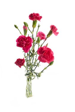 Beyaz arka planda izole pembe karanfil çiçekleri.