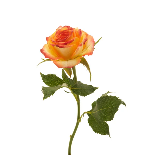 Schöne orange Rose isoliert auf weißem Hintergrund. — Stockfoto