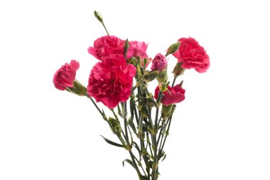 Beyaz arka planda izole pembe karanfil çiçekleri.