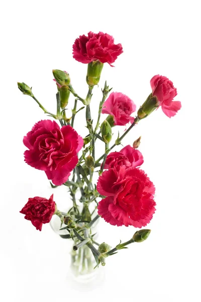 Branch pink carnation flowers isolated on white background — ストック写真