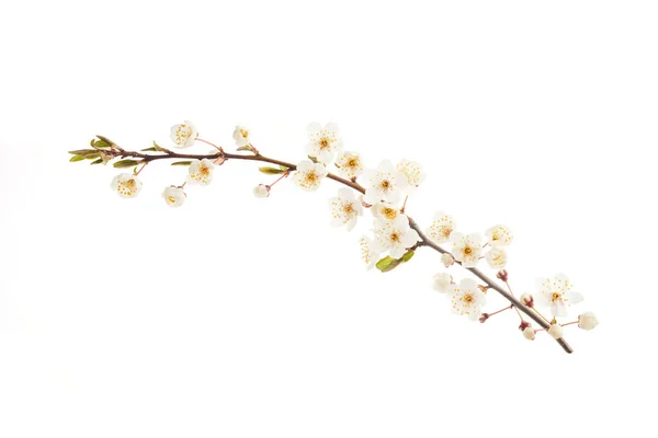 Rama de cerezo floreciente con flores blancas aisladas sobre fondo blanco —  Fotos de Stock