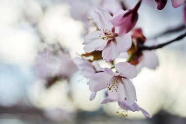 Soft focus Cherry Blossom or Sakura flower. Close up macro.
