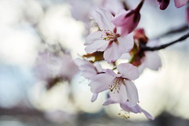 Kiraz çiçeği ya da Sakura çiçeği. Makroyu kapat.