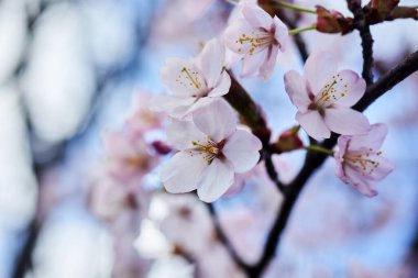 Kiraz çiçeği ya da Sakura çiçeği. Makroyu kapat.