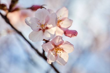 Kiraz çiçeği ya da Sakura çiçeği. Makroyu kapat.