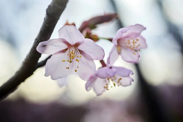Soft focus Cherry Blossom or Sakura flower. Close up macro. — ストック写真