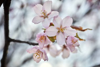 Kiraz çiçeği ya da Sakura çiçeği. Makroyu kapat.