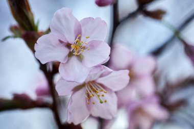 Kiraz çiçeği ya da Sakura çiçeği. Makroyu kapat.