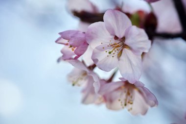 Kiraz çiçeği ya da Sakura çiçeği. Makroyu kapat.