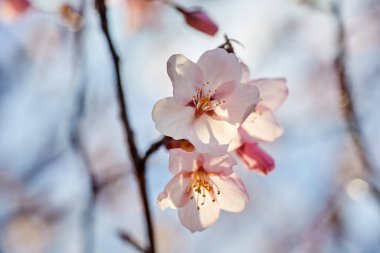 Kiraz çiçeği ya da Sakura çiçeği. Makroyu kapat.