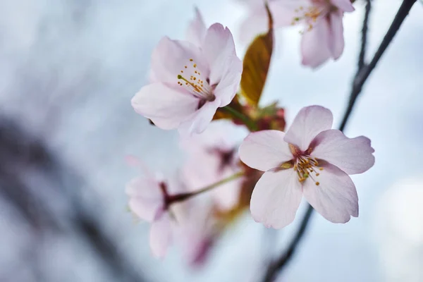 Soft focus Cherry Blossom or Sakura flower. Close up macro. — ストック写真